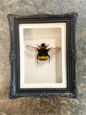 Framed Bumblebee Shadow Box magnet